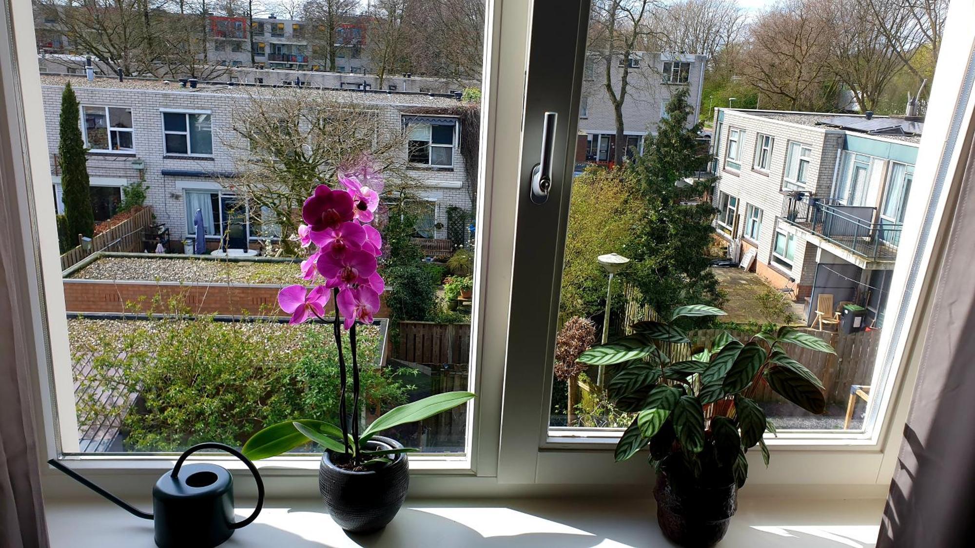 Amor Guesthouse Amsterdam Ngoại thất bức ảnh